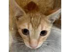 Adopt Cantaloupe a Orange or Red Domestic Shorthair / Mixed cat in Philadelphia
