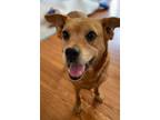 Adopt Michie a Tan/Yellow/Fawn Hound (Unknown Type) / Mixed dog in Palatine