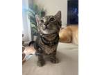 Adopt Perla a Spotted Tabby/Leopard Spotted Domestic Shorthair / Mixed cat in