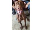 Adopt Danny a Brown/Chocolate Labrador Retriever / Mixed dog in LaHarpe
