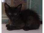 Adopt Action a All Black Domestic Shorthair / Domestic Shorthair / Mixed cat in