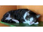 Adopt Ralph AKA Arlo a Domestic Shorthair / Mixed (short coat) cat in Jim