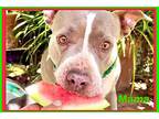 Adopt Mama**Video** a Gray/Silver/Salt & Pepper - with White Pit Bull Terrier /