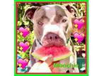 Adopt Moochie**Video** a Gray/Silver/Salt & Pepper - with White Pit Bull Terrier