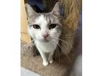 Adopt Atara a Domestic Shorthair / Mixed (short coat) cat in Jim Thorpe