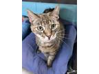 Adopt Bella a Domestic Shorthair / Mixed (short coat) cat in Jim Thorpe