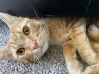Adopt Logan a Orange or Red Domestic Shorthair / Domestic Shorthair / Mixed cat