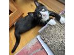 Adopt Spot a All Black Domestic Shorthair / Mixed cat in Oneonta, NY (38783890)