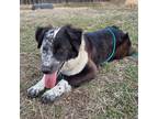 Adopt Missy a Black Australian Shepherd / Mixed dog in Wichita, KS (38813243)
