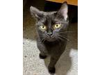 Adopt Hurricane a Domestic Shorthair / Mixed cat in Spokane Valley