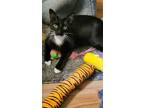 Adopt Phineas a All Black Domestic Mediumhair / Domestic Shorthair / Mixed cat