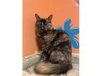 Adopt Yarra a Tortoiseshell Domestic Mediumhair (medium coat) cat in Sheridan
