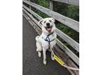 Adopt Argus a White Great Pyrenees / Mixed dog in Auburn, WA (38687433)