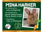 Adopt Mina Harker 33193-m a Orange Other/Unknown / Other/Unknown / Mixed rabbit