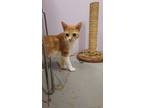 Adopt Acadia a Orange or Red Domestic Shorthair / Domestic Shorthair / Mixed cat