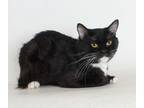 Adopt Pinnochio a Black & White or Tuxedo Domestic Shorthair / Mixed (short