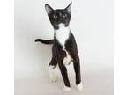 Adopt Mifflin a Black & White or Tuxedo Domestic Shorthair / Mixed (short coat)