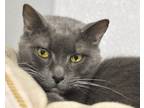 Adopt OCEAN BREEZE a Gray or Blue Domestic Shorthair / Mixed cat in West Seneca