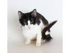 Adopt Tina a Black & White or Tuxedo Domestic Shorthair / Mixed (short coat) cat