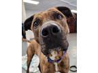 Adopt Fletch a Brindle Boxer / Mixed dog in Raytown, MO (38686909)