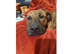 Adopt Fletch a Brindle Boxer / Mixed dog in Raytown, MO (38686909)