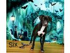 Adopt Six a Black Retriever (Unknown Type) / Mixed dog in Pickens, SC (38571948)