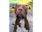 Adopt Monte a Red/Golden/Orange/Chestnut American Pit Bull Terrier / Mixed dog