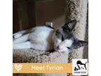 Adopt Tyrian a White (Mostly) Domestic Shorthair (short coat) cat in Luling