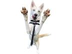 Adopt Casper a Tan/Yellow/Fawn Husky / Mixed dog in Williamsburg, VA (38674483)