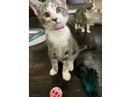 Adopt Prism a Gray or Blue Domestic Shorthair / Domestic Shorthair / Mixed cat