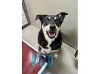 Adopt Milo 27214 a Black Shepherd (Unknown Type) dog in Joplin, MO (38705457)