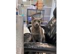 Adopt Charcoal a Gray or Blue Domestic Shorthair / Domestic Shorthair / Mixed