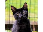 Adopt Detour a All Black Domestic Shorthair / Mixed cat in Cincinnati