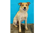 Adopt Diply K114 7/17/23 a Red/Golden/Orange/Chestnut Australian Cattle Dog /
