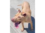 Adopt Tommy Pickles! Happy Puppy! a Tan/Yellow/Fawn American Pit Bull Terrier /