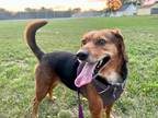 Adopt Senni-Ginny a Black - with Brown, Red, Golden, Orange or Chestnut Beagle /