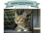 Adopt Forest a Domestic Shorthair / Mixed (short coat) cat in Park City