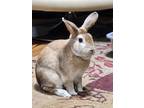 Adopt Dobby a Other/Unknown rabbit in Mattawan, MI (38623074)