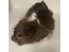 Adopt Dale a Guinea Pig small animal in Shawnee, KS (38791725)