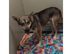 Adopt Kiro a Black German Shepherd Dog / Mixed dog in Westminster, CA (38801826)
