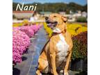 Adopt Nani* a Tan/Yellow/Fawn Mixed Breed (Large) / Mixed dog in Anderson