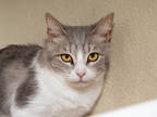 Adopt Princeton a Gray or Blue Domestic Shorthair / Domestic Shorthair / Mixed