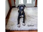 Adopt Spiker a Black Terrier (Unknown Type, Medium) / Mixed Breed (Medium) /