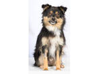 Adopt Sparrow a Black Australian Shepherd / Mixed dog in Tinley Park