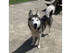 Adopt Jada a Black Siberian Husky / Mixed dog in Canastota, NY (38794322)