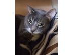 Adopt Cloud 2 a Gray or Blue Domestic Shorthair / Mixed Breed (Medium) / Mixed