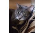 Adopt Cloud 2 a Gray or Blue Domestic Shorthair / Domestic Shorthair / Mixed cat