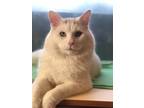 Adopt Wedo a White Domestic Mediumhair / Domestic Shorthair / Mixed cat in