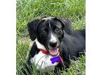 Adopt Trudie a Black - with White Labrador Retriever / Mixed dog in Schaumburg