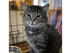 Adopt Shoney a Gray or Blue Domestic Longhair / Mixed cat in North Myrtle Beach
